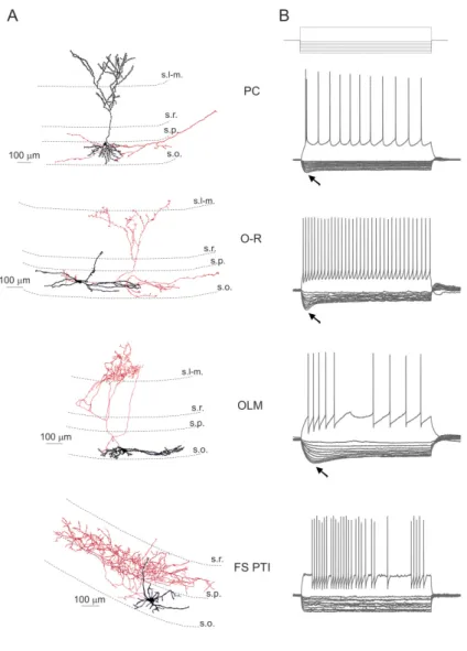 Figure  6.    Light  microscopic  reconstructions  and  voltage  responses  to  current  steps  of  the  investigated cell types recorded in the stratum oriens of hippocampal CA1 region