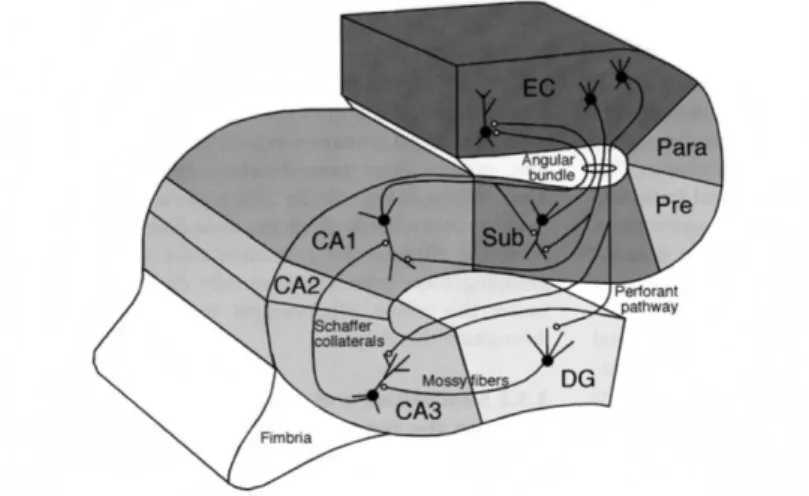 Figure 1. The information flow through the hippocampus. The hippocampus has bidirectional  connections with the EC