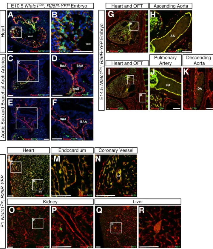 Figure S1.  Nfatc1 Cre  drives endothelial recombination in the heart but not in branchial 