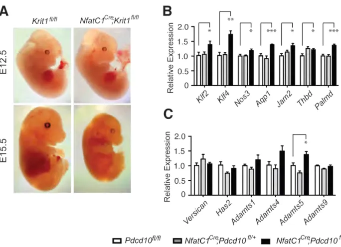 Figure S2.  Survival of Nfatc1 Cre ;Krit1 fl/fl  embryos and gene expression in 