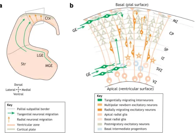 Figure 1. Distinct cell types and migration routes during cortical development 