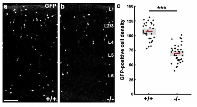 Figure  6.  Gad65-GFP-positive  interneuron  number  reduction  in  the  adult  somatosensory cortex caused by loss of Cdh2