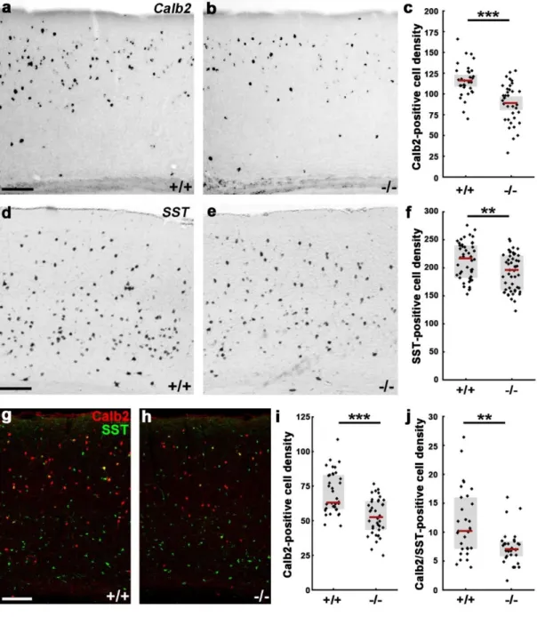 Figure  8.  Lack  of  Cdh2  from  postmitotic  GFP-positive  cells  reduces  calretinin  and  somatostatin interneuron cell numbers in the adult somatosensory cortex