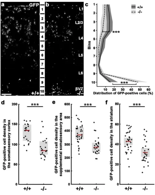 Figure  9.  Reduced  GAD65-GFP-positive  interneuron  numbers  are  found  in  both  cortical and subcortical areas of early postnatal triple transgenic animals