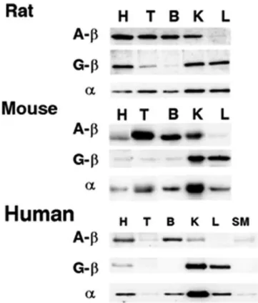 Figure 3 Western blots of succinyl-CoA ligase subunits in rat, mouse, and human.   