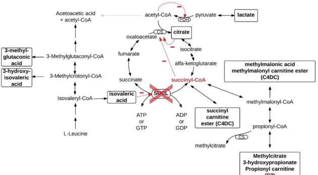 Figure  5  Schematic  biochemical  pathways  demonstrating  metabolic  alterations  in  succinyl-CoA ligase deficiency caused by elevated succinyl-CoA (adapted from [65,  83]) Abbreviations: CS: citrate synthase; PDH: pyruvate dehydrogenase complex; 