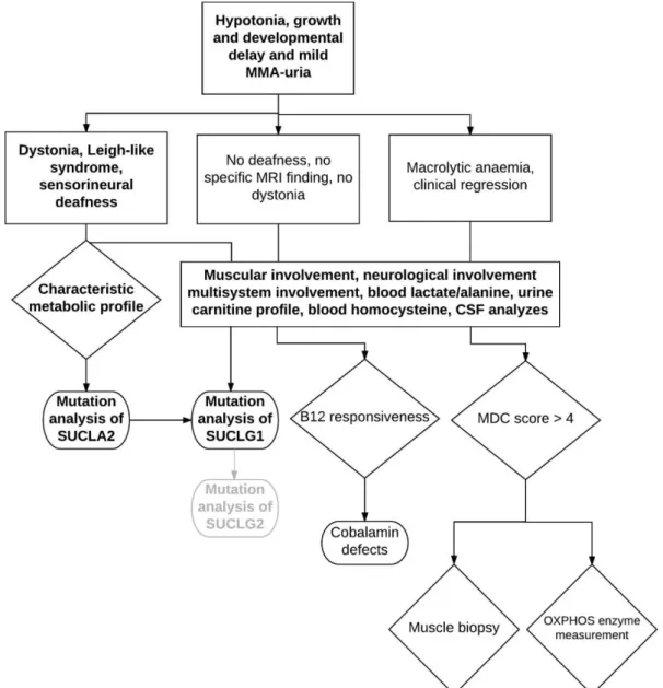 Figure 6 Diagnostic flowchart for patients with common MMA-uria, developmental  delay and muscle hypotonia (adapted from [65, 140]) Characteristic metabolic profile  in  SUCLA2  patients  were  increased  e.g.,  lactic  acid,  methylmalonic  acid,  C4-DC  