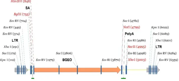 Figure 7 Generation of Sucla2 mutant mice  Gene trap vector for generating Sucla2 mutant mice