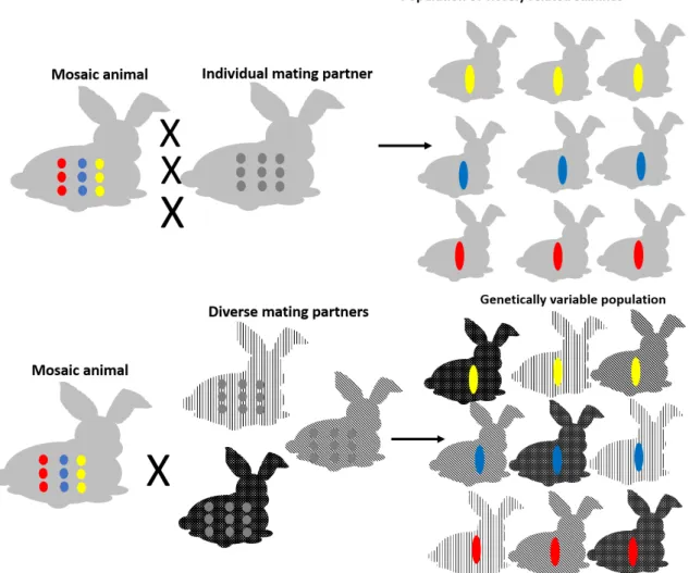 Figure 6. Optimal breeding strategy for generation of transgenic mosaic founder animals for use in translational medicine