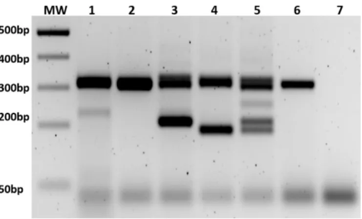 Figure 4. Detection of mutation is performed with PCR and/or T7 digestion. MW = molecular weight  marker.  (1–2) T7  assay  and  PCR  of F1 heterozygous  offspring of ∆8 line, respectively; (3–4) PCR  of  heterozygous offspring of ∆104 and ∆128 line, respe