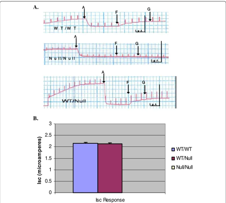 Figure 8A shows representative I SC traces, Figure 8B shows the summary data, and Figure 8C is a scatterplot which represents the response of each mouse to low Cl - and cAMP agonists segregated to genotype