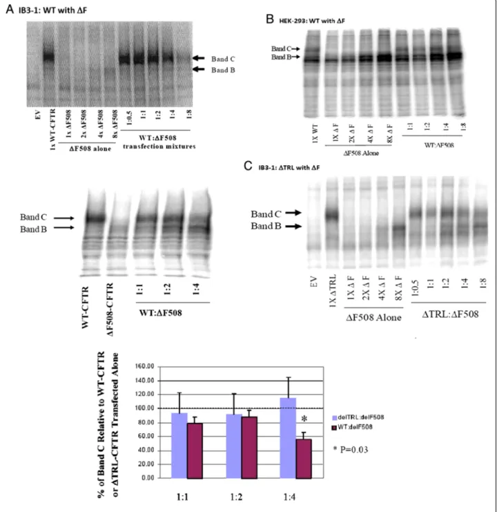 Figure 1 Co-expression of increasing amounts of Δ F-CFTR alters the processing of WT-CFTR but not Δ TRL-CFTR in IB3-1 CF epithelial cells