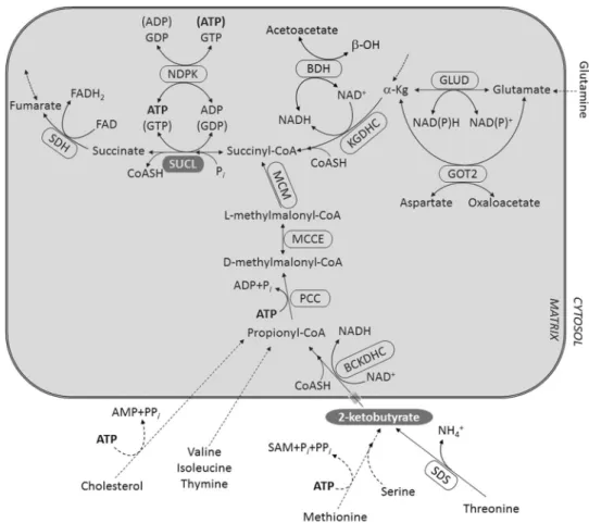 Fig. 1    Catabolism of metabo- metabo-lites towards succinyl-CoA. 