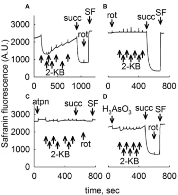 Fig. 2    2-KB as a metabolic fuel in mouse liver mitochondria. Recon- Recon-structed time courses of safranine O signal in isolated mouse liver  mitochondria