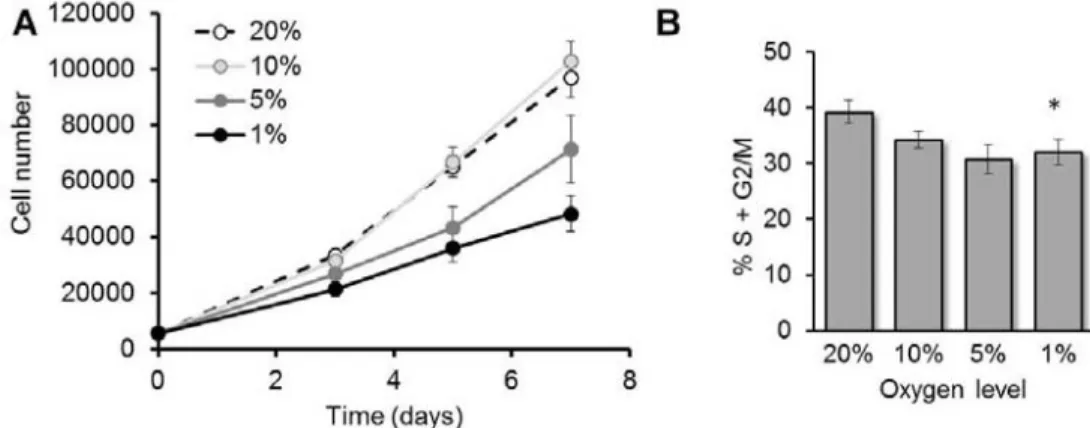 Figure  3.  Hypoxia  inhibits  proliferation  of  MSC.  (A)  MSC  were  cultured  in  incubators  with  the  indicated  oxygen  levels  and  at  each  time  point,  cell  numbers  were  determined  using  a  hemocytometer  and  Trypan  blue  exclusion  dye