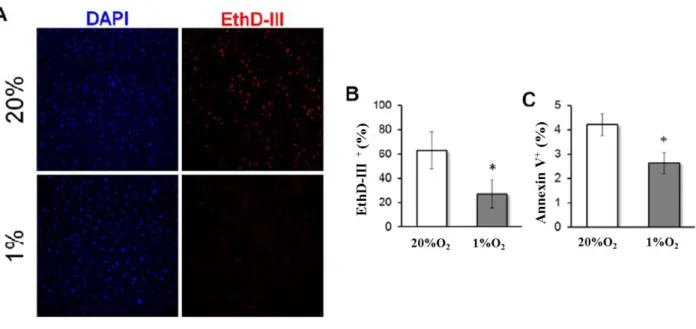 Figure  6.  Hypoxic  pre-conditioning  reduces  apoptosis  of  MSC  in  vitro.  After  hypoxic  pre- pre-conditioning  for  48  hours  followed  by  hypoxic  culture  for  9  further  days,  as  described  in  Figure  6,  MSC  were  stained  with  EthD-III