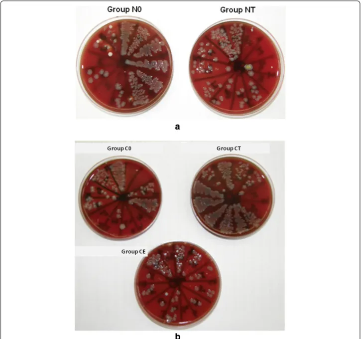 Figure 3 Reisolation of P. multocida from infected rats in the second phase of the animal study