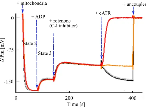 Figure 3. Schematic representation of the “biosensor test”. Fluorescence quenching of  a cationic dye (safranin O), which accumulates inside energized mitochondria, reflects  ΔΨm