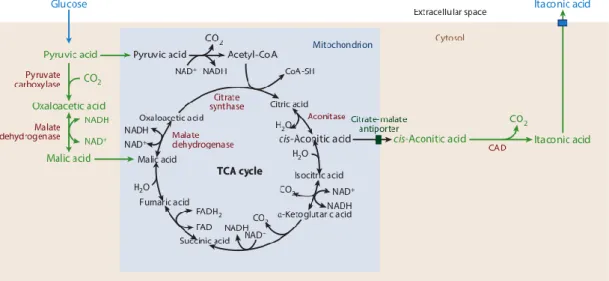 Figure 4. Compartmentalization of itaconic acid synthesis in Aspergillus terreus. 