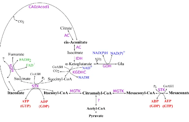 Figure  6.  Schematic  representation  of  itaconate  and  mesaconate  metabolism  in  relation to a segment of the TCA cycle and reactions involved in SLP