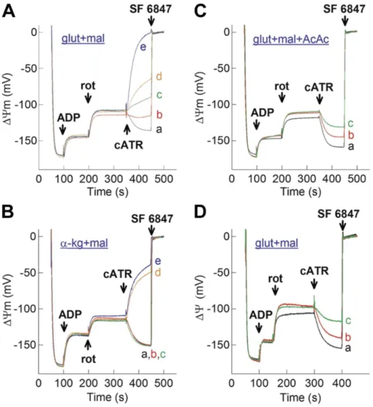 Figure  10.  Reconstructed  time  courses  of  safranine  O  signal  calibrated  to  ΔΨm  in  isolated mouse liver mitochondria supported by various substrates as indicated in the  panels