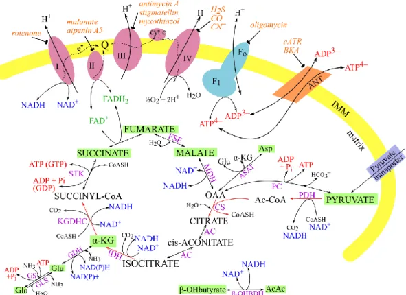 Figure 1. Schematic representation of TCA cycle and ETC. Electron carriers, NADH  and  FADH 2 ,  transduce  their  reducing  equivalents  to  the  ETC  (shapes  in  magenta)  through C-I and II