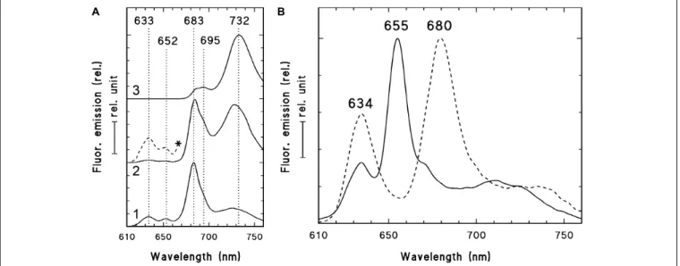 FIGURE 3 | 77 K fluorescence emission spectra of the shoot tip and first leaf primordia (1), second leaf primordia (2), and third leaves (3) of 2-week-old dark-forced shoots of rosemary plants (as shown close to the asterisk in Figure 2B) (A) and 2-week-ol