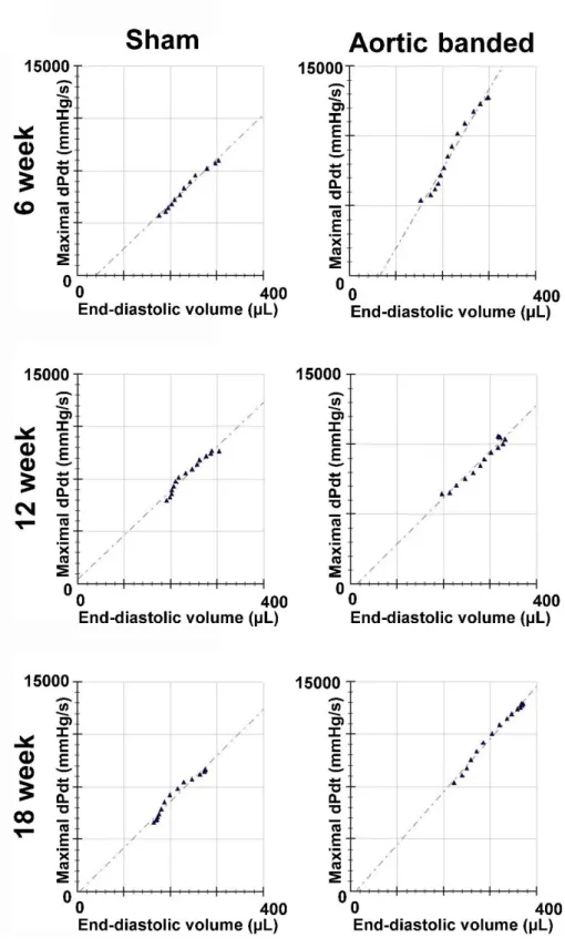 Figure 15. Alterations in the slope of the maximal systolic pressure increment (dP/dt max )-end  diastolic  volume  (EDV)  relationship  during  the  progression  of  pressure  overload-induced  myocardial hypertrophy