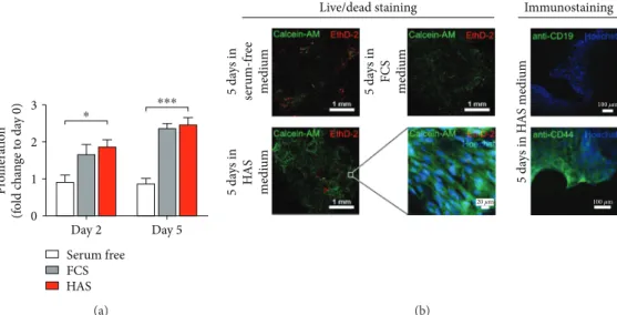 Figure 5: Culture of BMEs. Viability of BMEs cultured in serum-supplemented media (a)