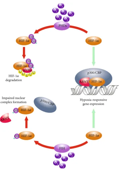 Figure 1: Hydroxylation-mediated regulation of the HIF-α subunits. The primary posttranslational regulation of the HIF-α polypeptides is mediated by the prolyl-4-hydroxlase-1, prolyl-4-hydroxlase-2, and prolyl-4-hydroxlase-3 (PHDs) that catalyze the hydrox