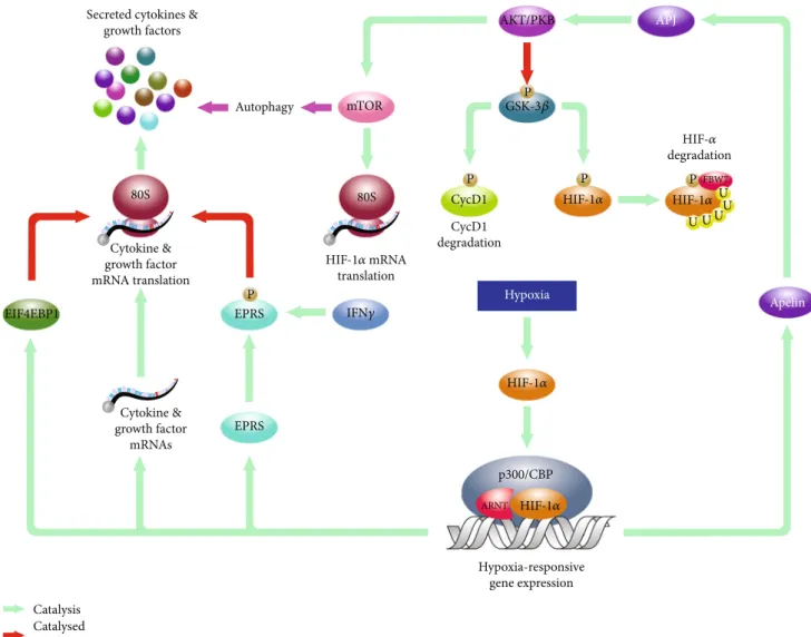 Figure 2: Molecular mechanisms involved in the proliferative and cytokine response of hypoxic BMSCs