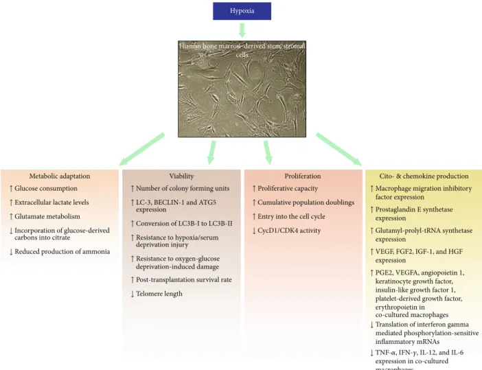 Figure 3: Summary of the key eﬀects of hypoxia on BMSCs. The micrograph depicts human bone marrow-derived mesenchymal stem cells cultured under 2% oxygen in the absence of ﬁbroblast growth factor-2 taken by the author using phase-contrast microscopy at 40x