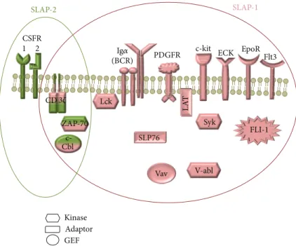 Figure 2: The interaction partners of SLAP-1 (pink) and SLAP-2 (green). Several proteins have been reported to interact with SLAP-1 molecule: c-Cbl, CD3 