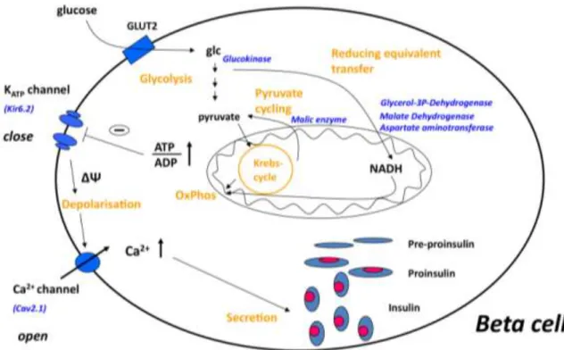 Figure 3. The current concept of glucose-stimulated insulin secretion in pancreatic  beta  cells,  described  in  details  in  the  text