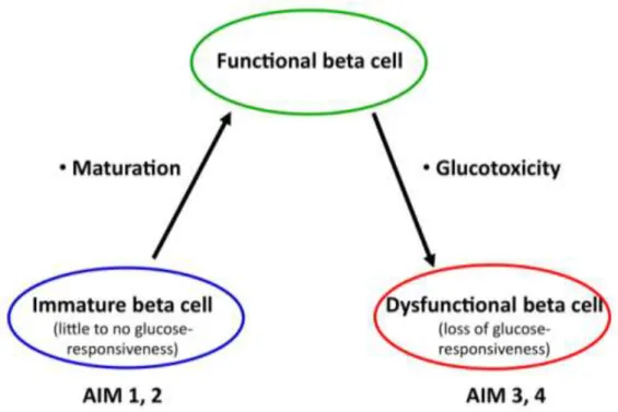Figure 5. The paradigm of beta cell. The aims of the current thesis are described in  the text