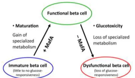 Figure 2: Paradigm of the beta cell, with MafA as a critical regulator of beta cell  phenotype