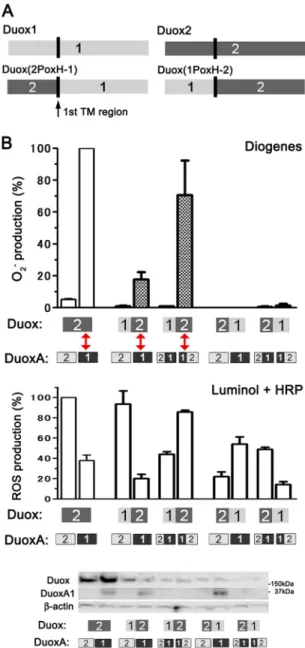 FIGURE 3. O 2 . leakage from Duox2 paired with DuoxAs with the N-termi- N-termi-nal extracellular region of DuoxA1