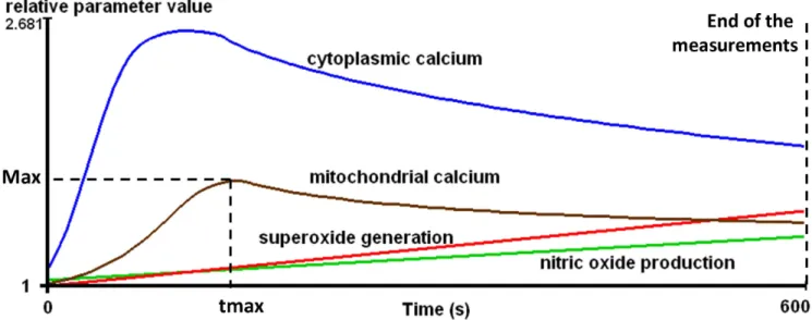 Figure 1. Schematic demonstration of kinetic parameters of the investigated intracellular processes during the activation of T- T-lymphocytes