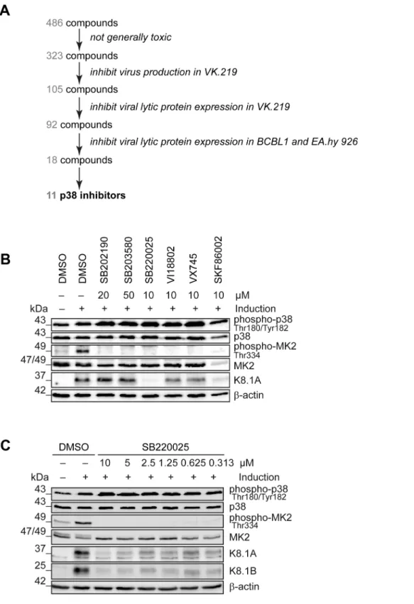 Figure 1. Identification of cellular kinases involved in KSHV reactivation. (A) Schematic of the screen performed to identify cellular kinases important for KSHV lytic reactivation