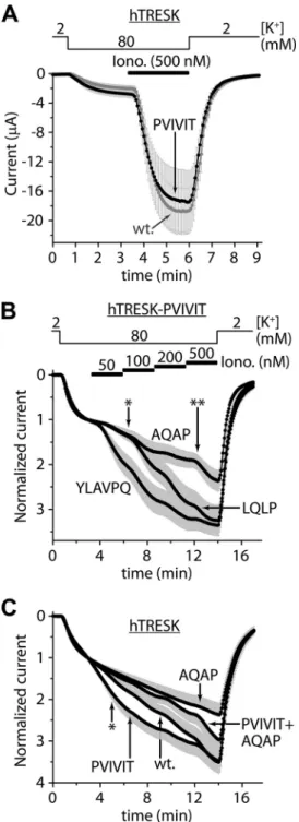 FIGURE 6. The loss- and gain-of-function mutations of the LQLP site are effective in the TRESK-PVIVIT context; the PVIVIT mutation is more  effec-tive in the wild type (LQLP) than in the AQAP background