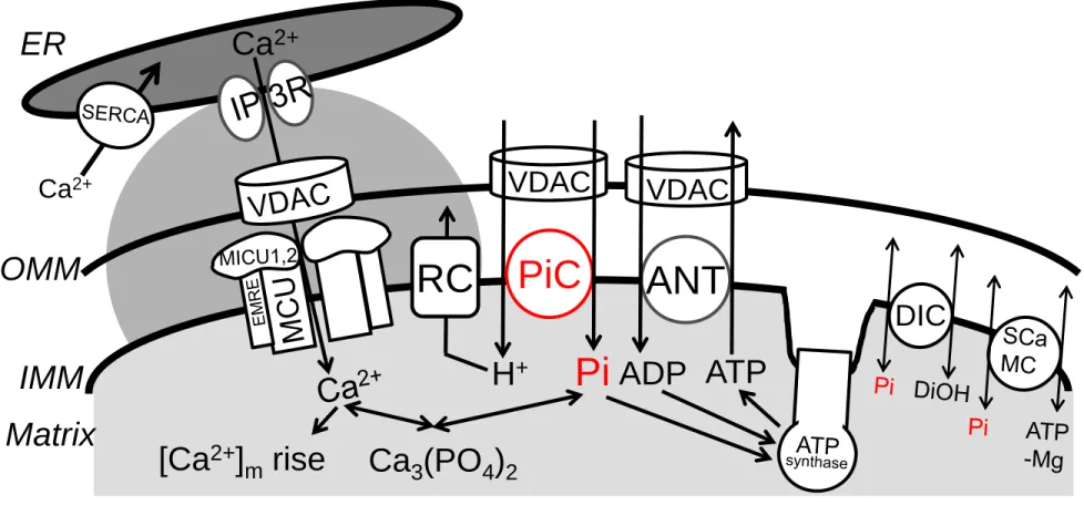 Figure 1. Mitochondrial Pi transport and its coordination with ATP synthesis and Ca 2+  homeostasis 