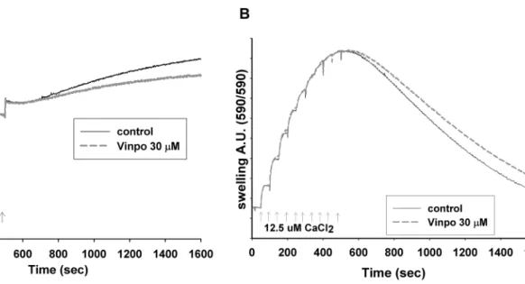 Fig. 9    Effect of vinpocetine on mitochondrial  Ca 2+  handling. Effect  of vinpocetine on the  Ca 2+  uptake capacity and mCICR