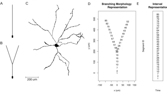 Figure 3.2: Neuron morphologies used for simulation of ground truth data. A. Ball- Ball-and-stick neuron