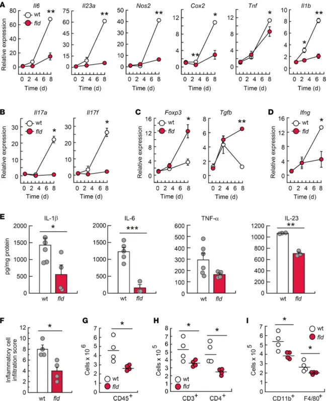 Figure 5. Lipin-1 deficiency reduces DSS-induced inflammation in colon. WT and lipin-1–deficient (fld) animals were treated with DSS as indicated  in the Methods