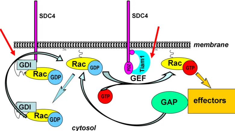 Fig 5. Schematic representation of the assumed mechanism of the regulation of Rac1 activity by SDC4
