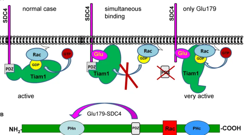 Fig 2. Schematic representation of the assumed mechanism of the inhibition of Tiam1 by phosphomimetic SDC4