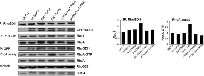 Fig 4. SDC4 associates with RhoGDI1 and Pak1. (A) The phosphorylation level of the regulatory Ser174 of RhoGDI1 was tested and no significant differences were found in the indicated cell lines (1st slab)