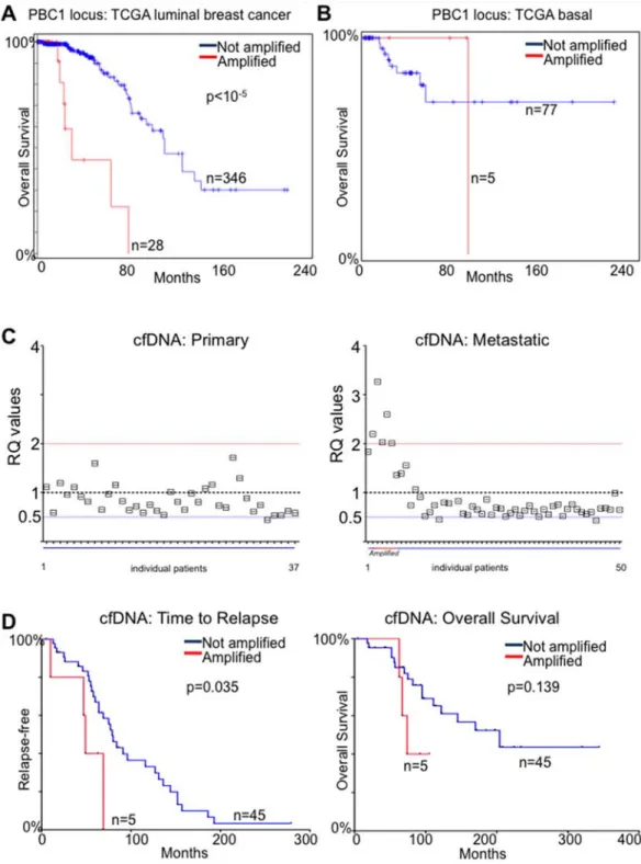 Figure 5: PBX1 amplification is a prognostic biomarker for ERα breast cancer.  A. TCGA luminal patients [24] were stratified  based on putative PBX1 amplification and overall survival was calculated B
