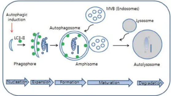 Figure  7.  The  cellular  processes  during  autophagy.  Autophagic  process  follows  distinct  stages:  nucleation  (formation  of  phagophore),  expansion  (autophagosome  formation),  maturation  (fusion  of  autophagosome  with  MVB  (multivesicular 