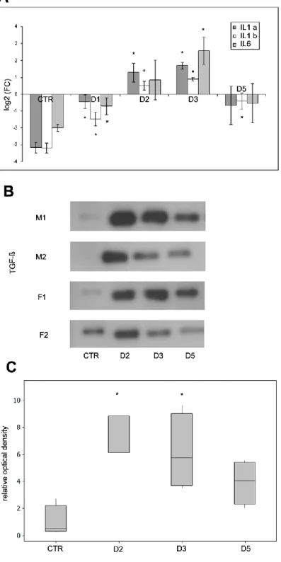 Figure  10.  Expression  levels  of  proinflammatory  cytokines  in  mesothelial  cells  and  peritoneal secretion of TGF-β in response to Freund’s adjuvant treatment